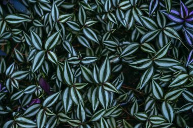 Yeşil yapraklı dallar yakın görüş alanında.