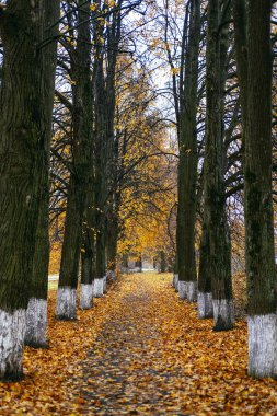 Sonbahar kırsal arazisi