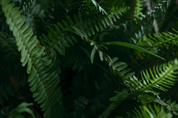 Planta ramos com folhas verdes vista de perto — Fotografia de Stock