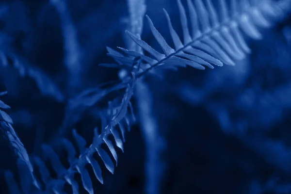 Brillante azul hojas vista superior minimalista fondo —  Fotos de Stock