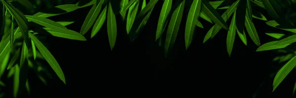 Zweige mit grünen Blättern aus nächster Nähe betrachten — Stockfoto