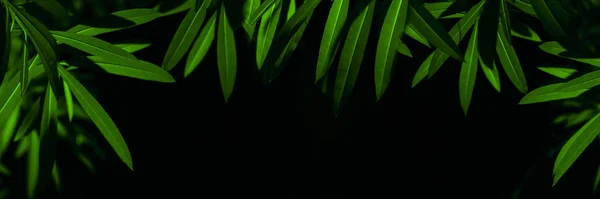 Planta ramos com folhas verdes vista de perto — Fotografia de Stock