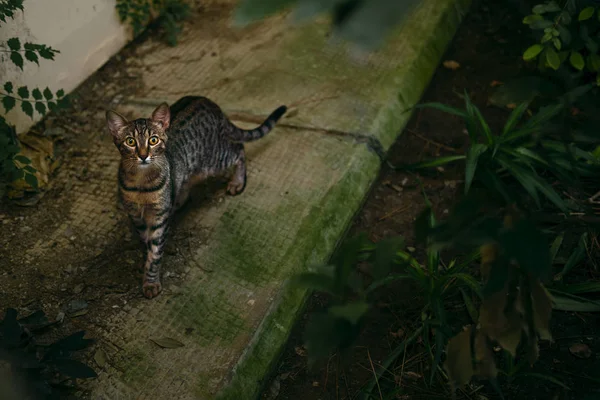 Чарівна кішка, що йде по вулиці — стокове фото