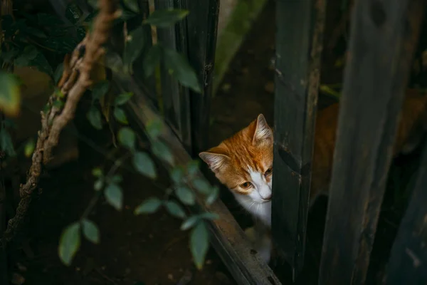 Adorável gato manchado andando na rua — Fotografia de Stock