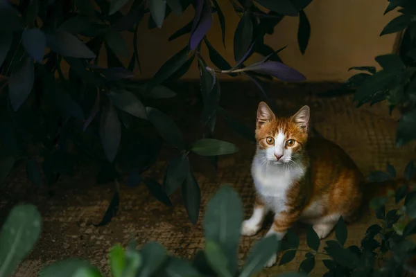 Adorável gato manchado andando na rua — Fotografia de Stock