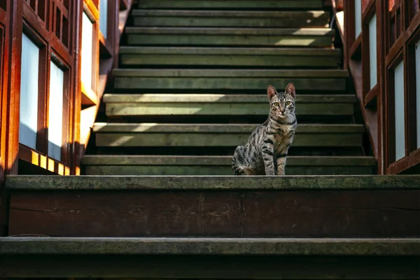 Adorable cat walking on street — Stock Photo, Image