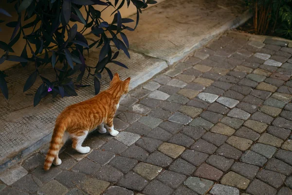 Adorable gato manchado caminando en la calle — Foto de Stock