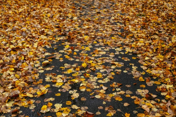 Leaves on ground — Stock Photo, Image