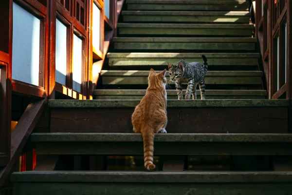 Adoráveis gatos andando na rua — Fotografia de Stock