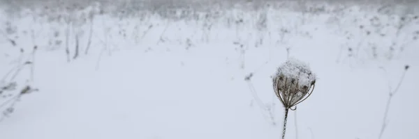 Snow field landscape