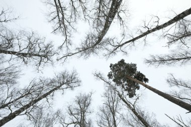 Kış ormanıyla gökyüzü