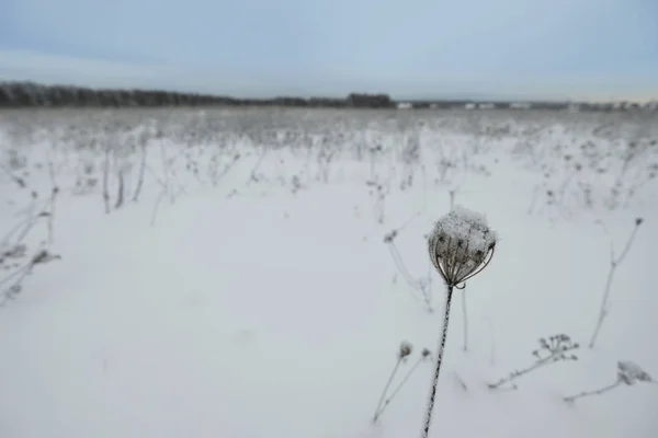 Голубое небо со снежным полем — стоковое фото