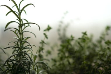 Kapalı alan mikroçimler ve bahçe odası konsepti