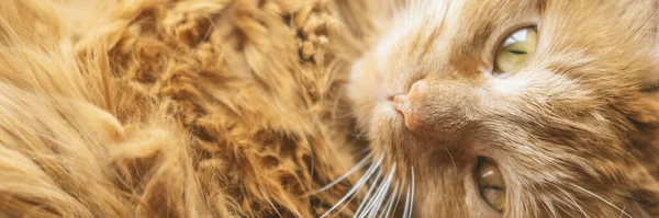 Κόκκινη γάτα με κίτρινα μάτια — Φωτογραφία Αρχείου