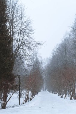 Trees with snow field