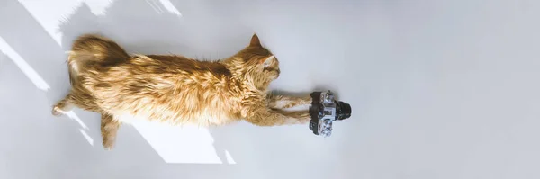 Κόκκινη γάτα με κάμερα — Φωτογραφία Αρχείου