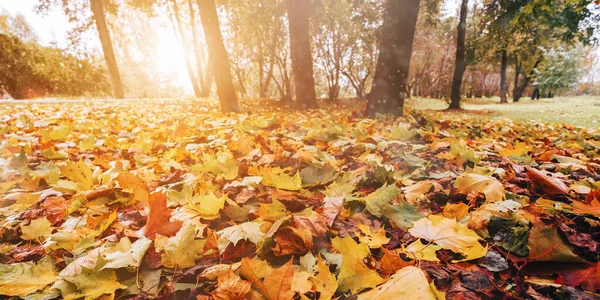 Leaves on ground — Stock Photo, Image