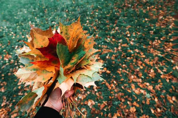 Girl holding in hand yellow red orange maple leaves bouquet — Stock Photo, Image
