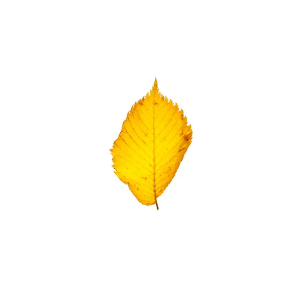 Yellow leaf isolated on white background — Stock Photo, Image