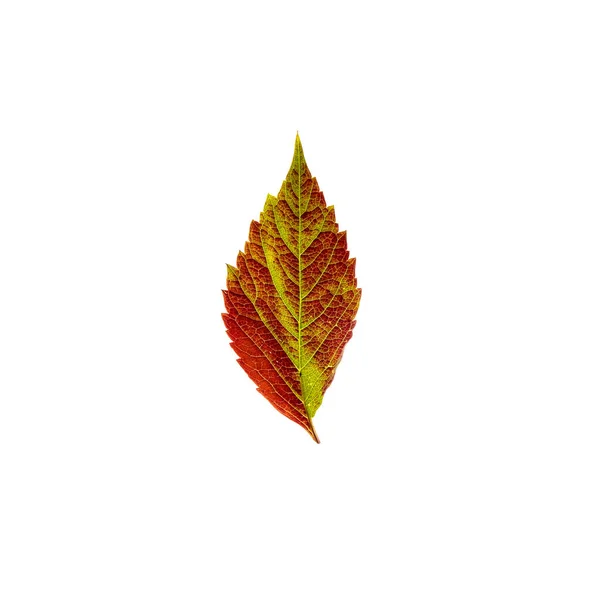 Yellow red green leaf isolated on white background — Stock Photo, Image