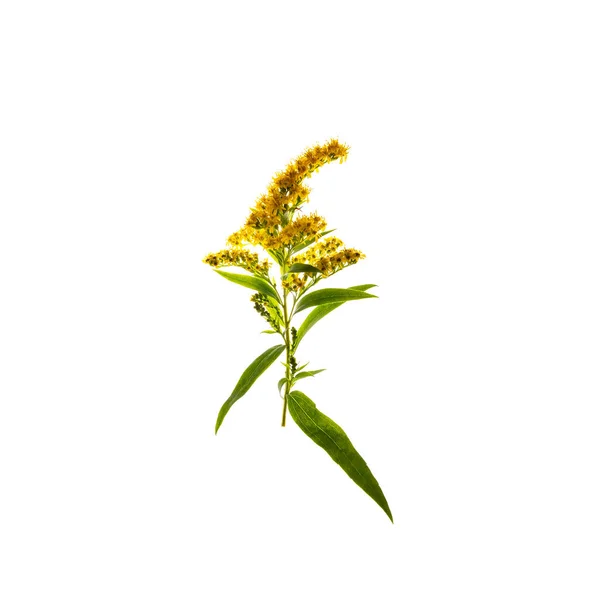 Fleur et feuille jaunes isolées sur fond blanc — Photo
