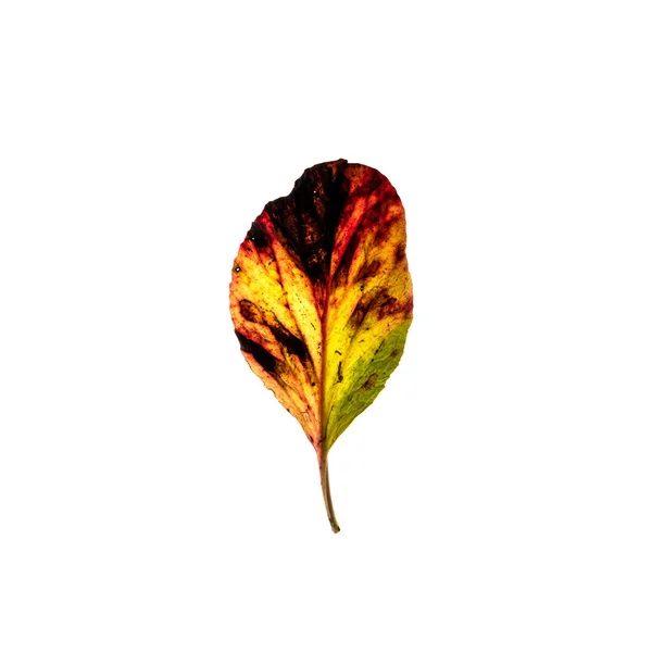Żółty czerwony zielony liść izolowany na białym tle — Zdjęcie stockowe