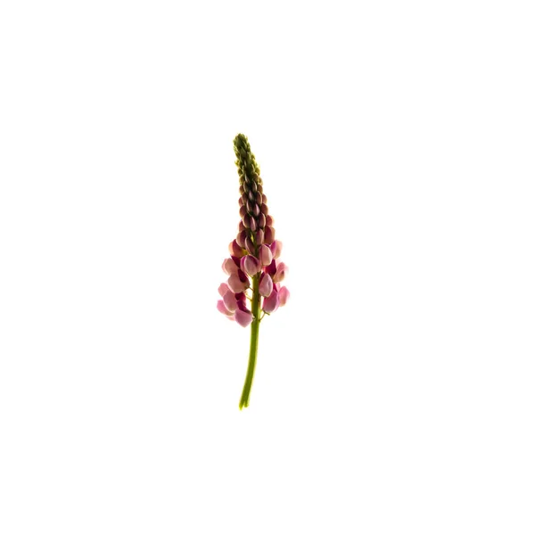 하얀 배경에 고립된 분홍색 꽃 — 스톡 사진
