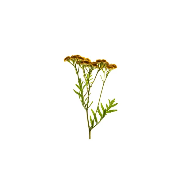 하얀 배경에 분리되어 있는 노란 꽃 과 잎 — 스톡 사진