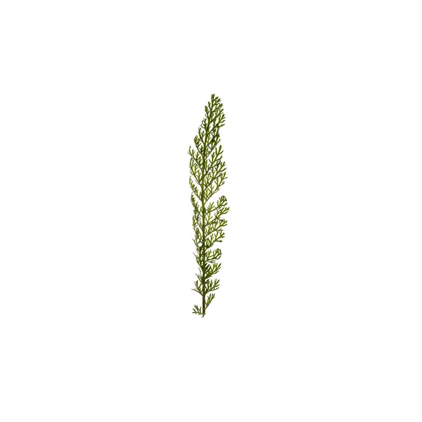 흰 배경에 고립된 푸른 잎 — 스톡 사진