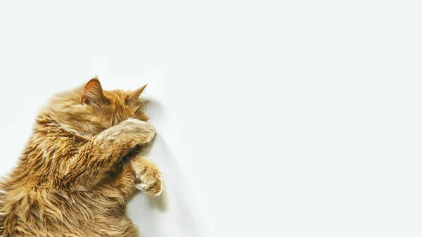 Beyaz masada uyuyan tatlı kırmızı kedi.