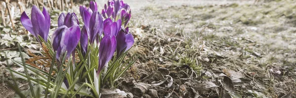 Eerste paarse lentebloemen op de grond. — Stockfoto