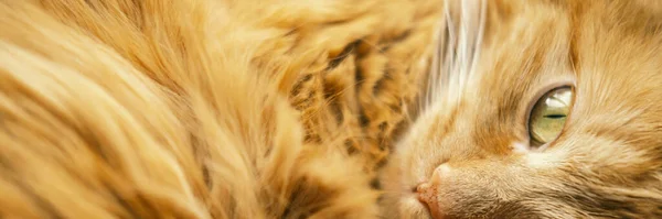 Gato vermelho com olhos amarelos — Fotografia de Stock