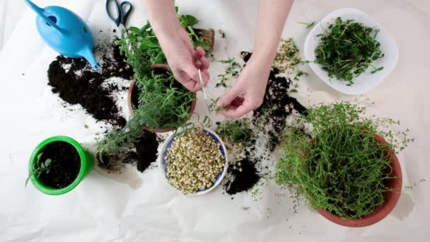 Внутренние микроозеленения и концепция садовых комнат — стоковое видео