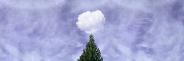 Зеленая елка на фоне сирени неба — стоковое фото