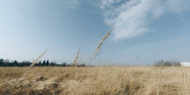 Sarı alan doğa arkaplanı.