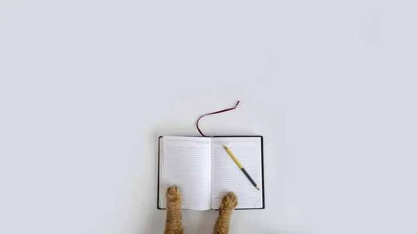 Red cat paws on diary — Stock Photo, Image
