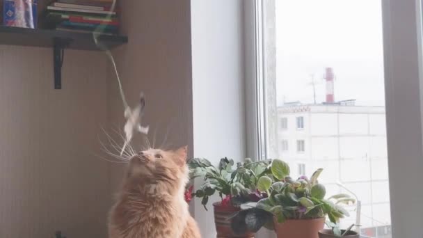 Счастливый рыжий кот играет с игрушкой в доме . — стоковое видео