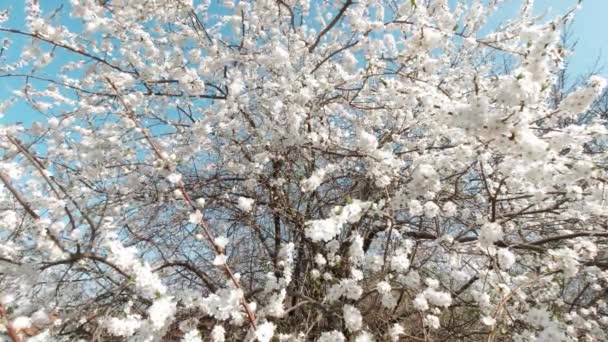 Cerejeira florescente — Vídeo de Stock