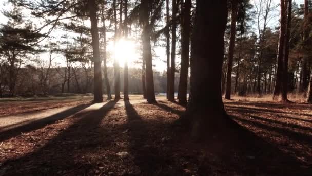 森林的缓慢移动 — 图库视频影像