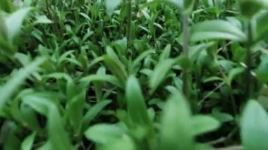 Ormanda ya da tarlada yeşil çimenler arasında hareket