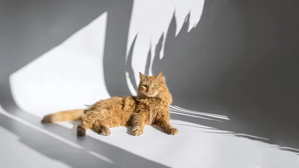 Beyaz masada sevimli kırmızı kedi — Stok fotoğraf