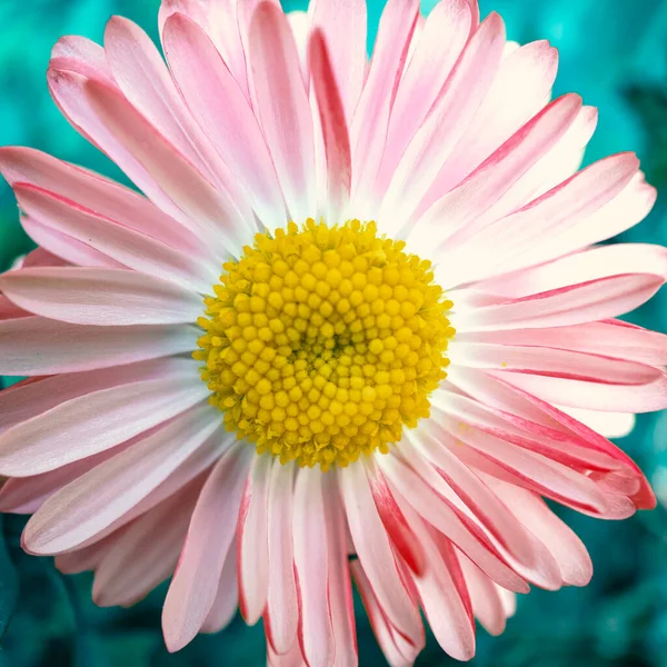 Pink flower chamomile on green background — Stock Photo, Image