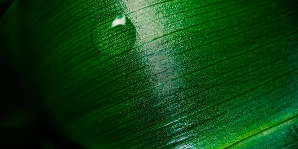 Macro green leaf background — Stock Photo, Image