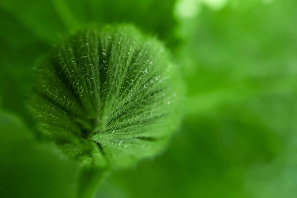 Makro yeşil yaprak arkaplanı — Stok fotoğraf