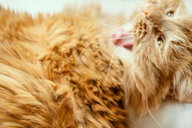 Sarı gözlü kırmızı kedi