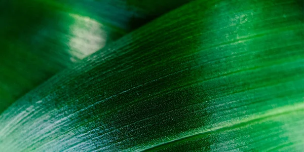Makro grünes Blatt Hintergrund — Stockfoto