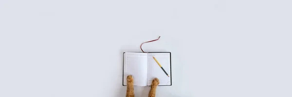 Pattes de chat rouge sur le journal — Photo