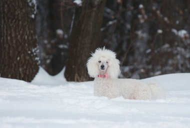minyatür kaniş kar beyaz