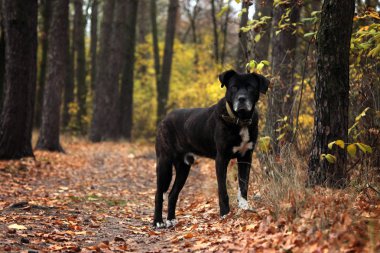 çukur boğa korkunç orman