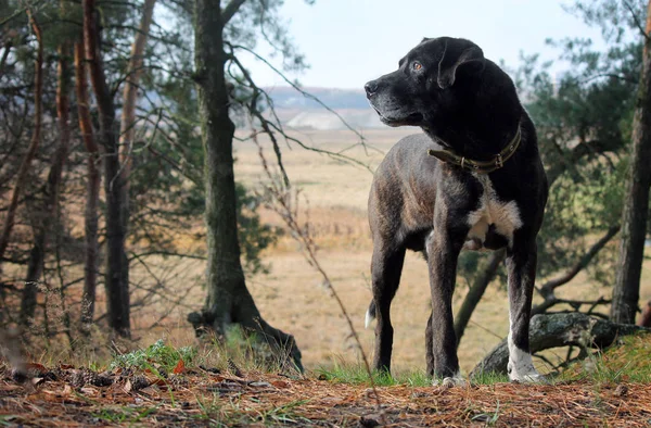 Pit Bull Terrier Nella Foresta — Foto Stock